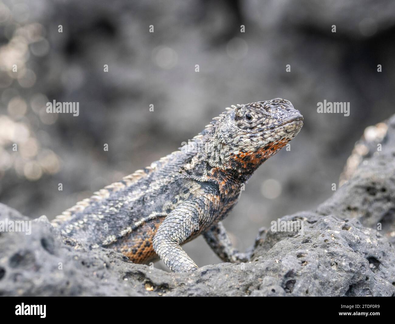 Adult male Galapagos lava lizard (Microlophus albemarlensis), on Fernandina Island, Galapagos Islands, UNESCO World Heritage Site, Ecuador Stock Photo