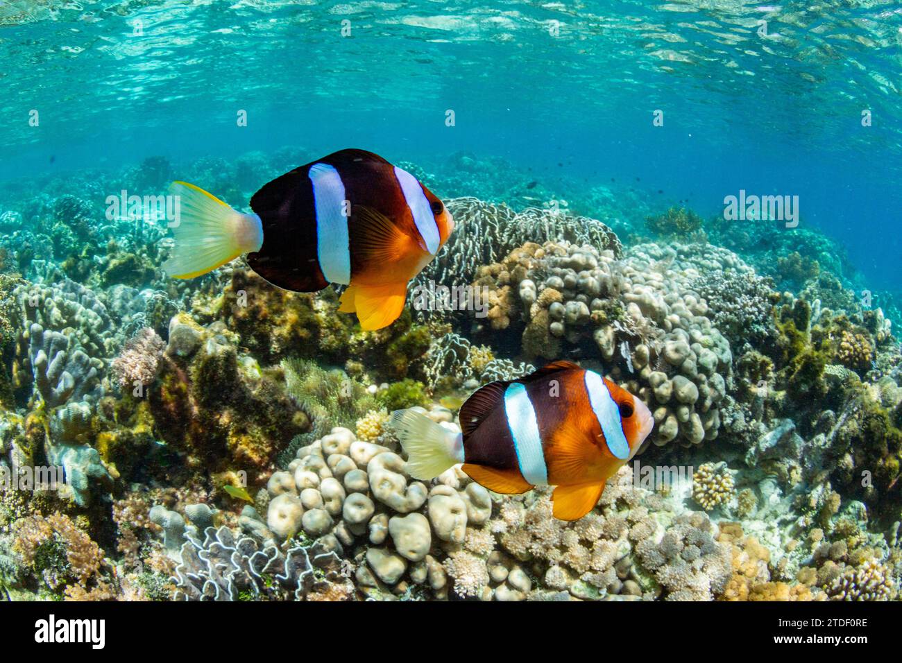 An adult Clarks anemonefish (Amphiprion clarkii) swimming over the reef near Bangka Island, Indonesia, Southeast Asia, Asia Stock Photo