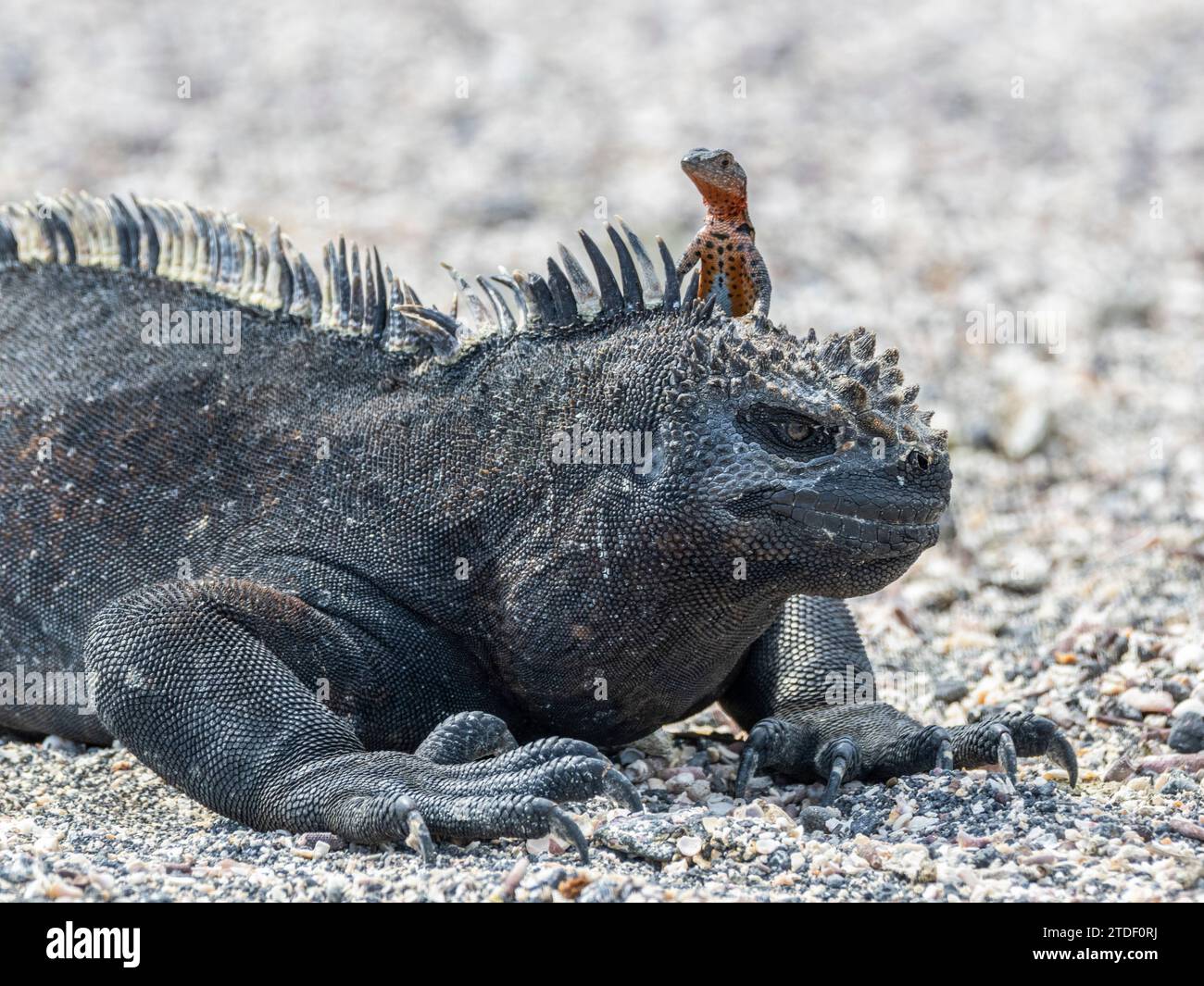 Galapagos marine iguana (Amblyrhynchus cristatus), Galapagos lava lizard (Microlophus albemarlensis), Galapagos Islands, UNESCO World Heritage Site Stock Photo