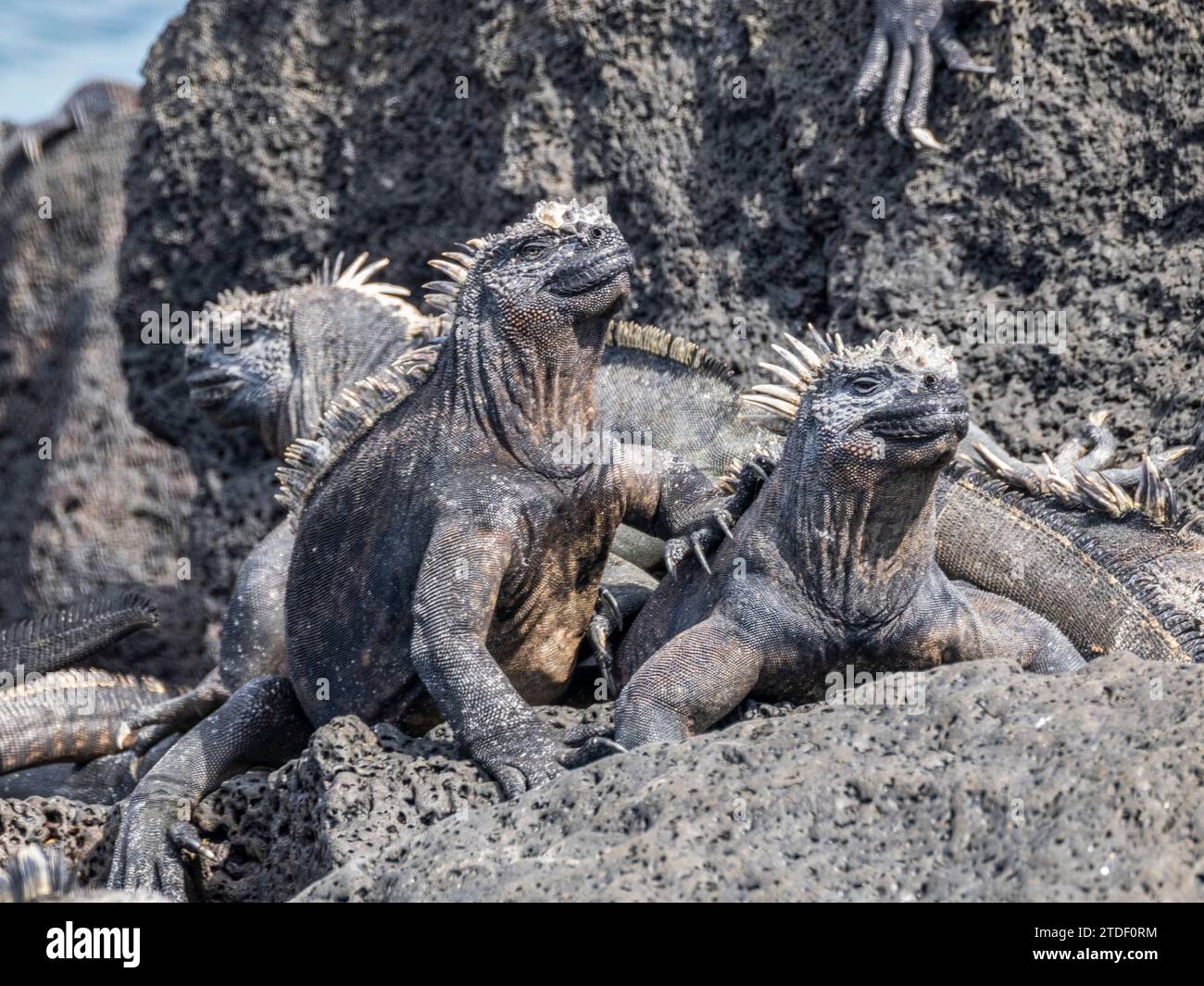 Adult Galapagos marine iguanas (Amblyrhynchus cristatus), basking on Fernandina Island, Galapagos Islands, UNESCO World Heritage Site, Ecuador Stock Photo