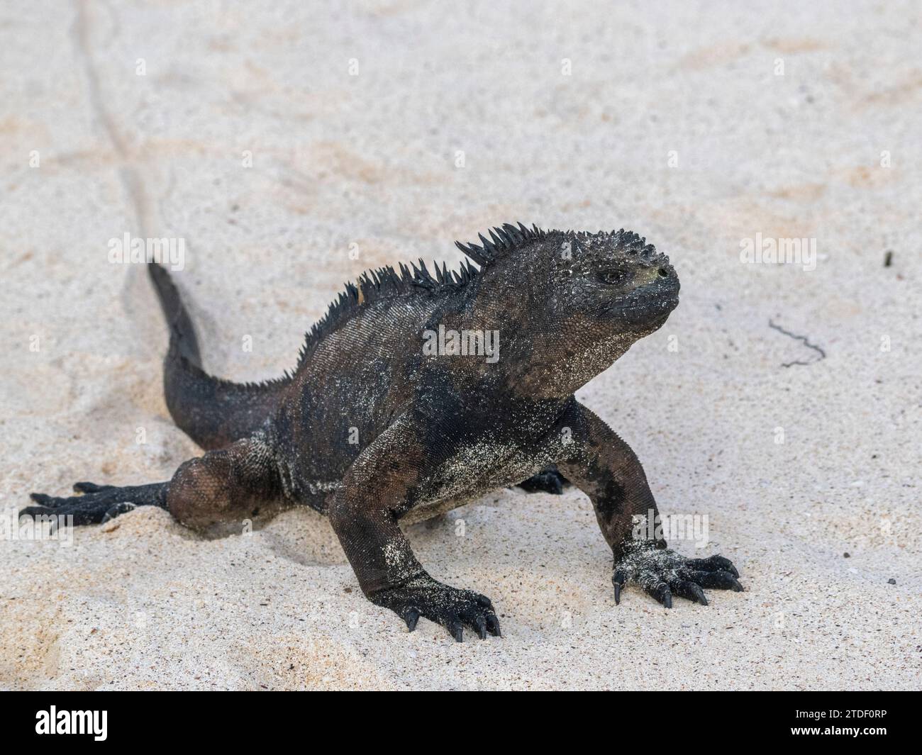 Adult Galapagos marine iguana (Amblyrhynchus cristatus), on the beach at Cerro Brujo Beach, San Cristobal Island, Galapagos Islands Stock Photo