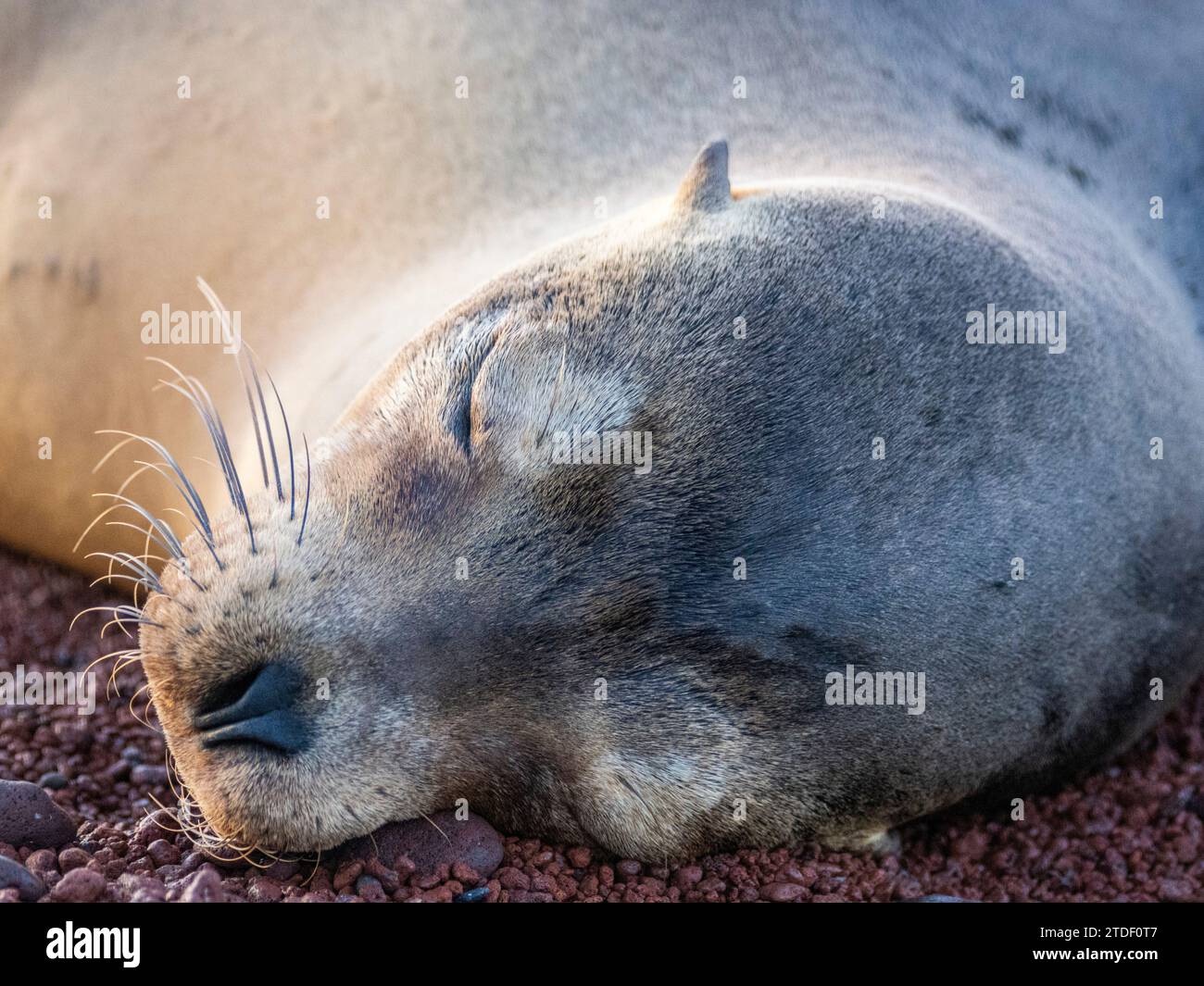 Adult female Galapagos sea lion (Zalophus wollebaeki), face detail on Rabida Island, Galapagos Islands, UNESCO World Heritage Site, Ecuador Stock Photo