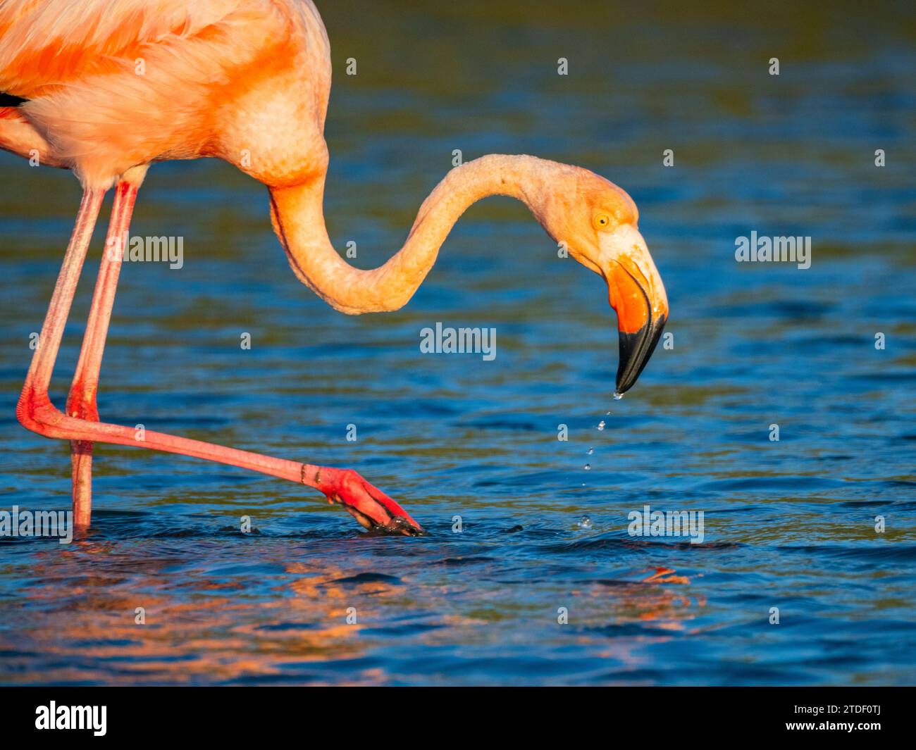 Adult American flamingo (Phoenicopterus ruber) feeding on artesmia shrimp, Rabida Island, Galapagos Islands, UNESCO World Heritage Site, Ecuador Stock Photo