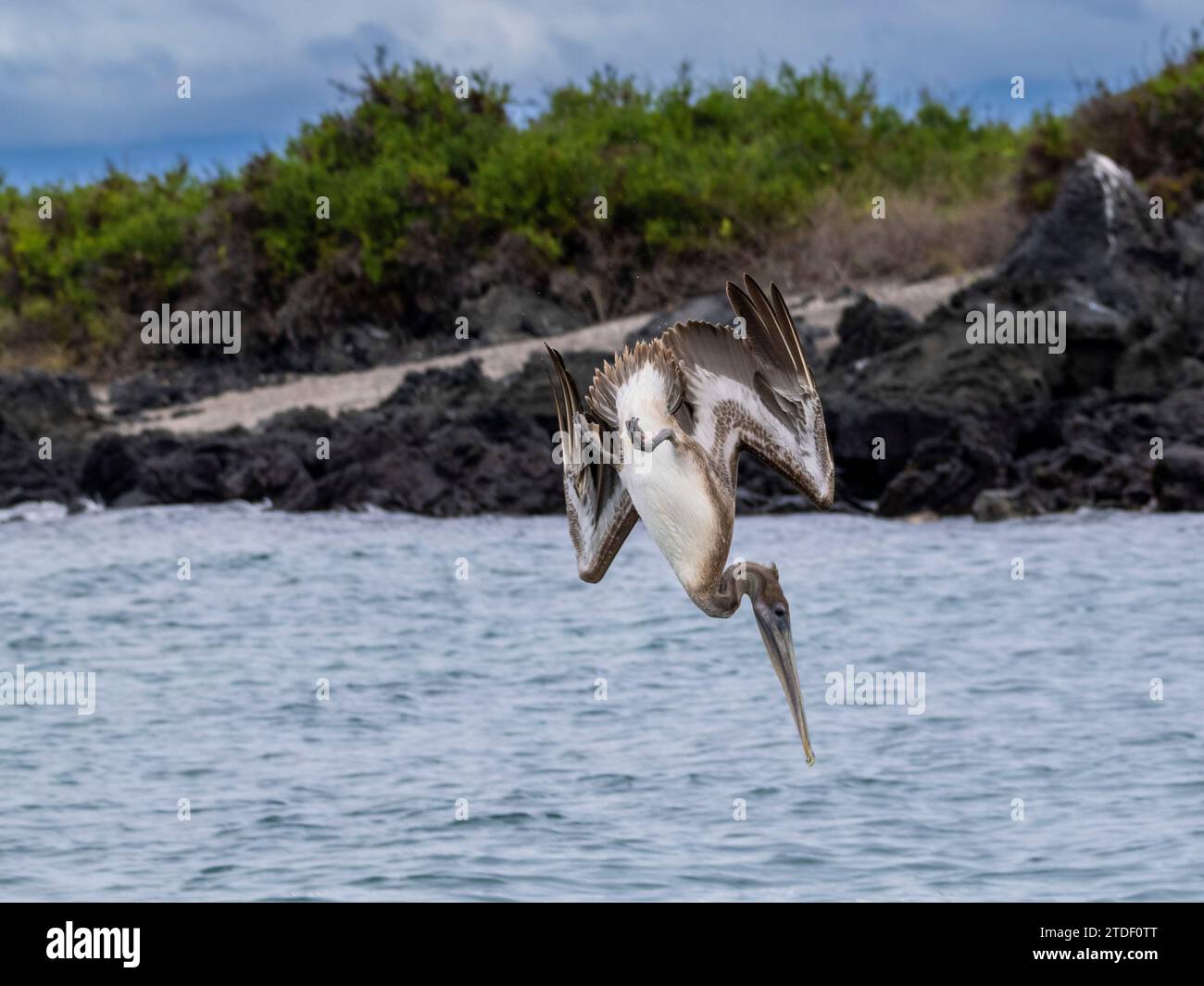 Juvenile brown pelican (Pelecanus occidentalis), plunge diving in Urbina Bay, Galapagos Islands, UNESCO World Heritage Site, Ecuador, South America Stock Photo
