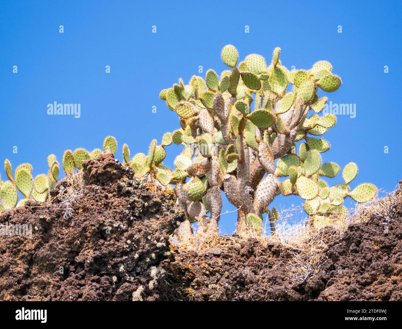 Opuntia Cactus (Opuntia galapageia), Buccaneer Cove, Santiago Island, Galapagos Islands, UNESCO World Heritage Site, Ecuador, South America Stock Photo