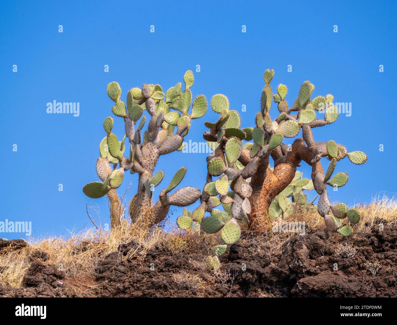 Opuntia Cactus (Opuntia galapageia), Buccaneer Cove, Santiago Island, Galapagos Islands, UNESCO World Heritage Site, Ecuador, South America Stock Photo