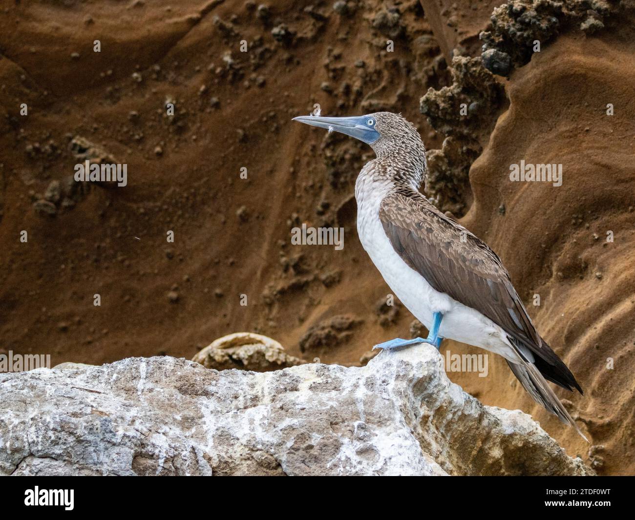 Adult blue-footed booby (Sula nebouxii) on rocky outcropping on Isabela Island, Galapagos Islands, UNESCO World Heritage Site, Ecuador, South America Stock Photo