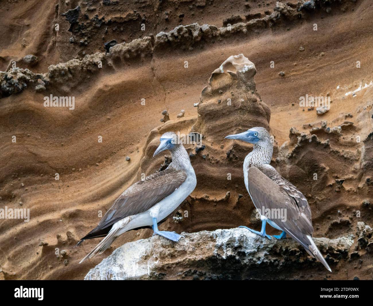 Adult blue-footed boobies (Sula nebouxii) on rocky outcropping on Isabela Island, Galapagos Islands, UNESCO World Heritage Site, Ecuador Stock Photo