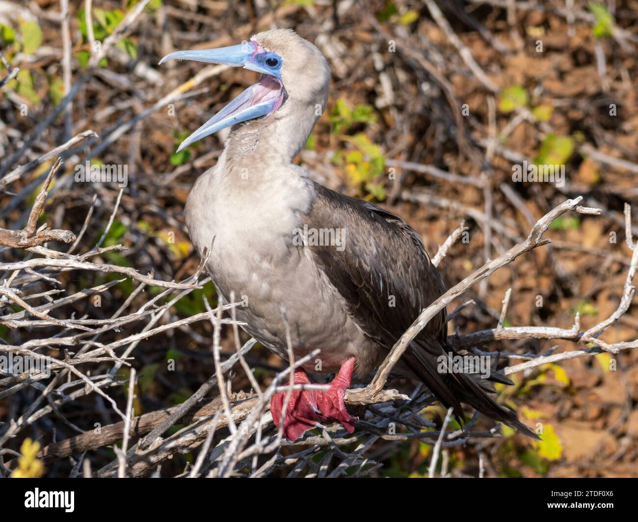 An adult red-footed booby (Sula sula), at Punta Pitt, San Cristobal Island, Galapagos Islands, UNESCO World Heritage Site, Ecuador, South America Stock Photo
