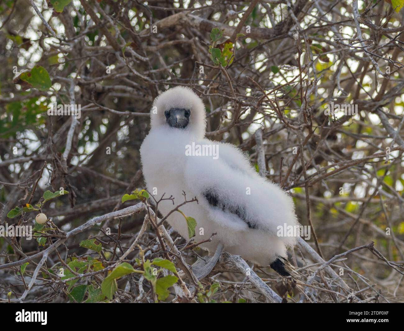 A red-footed booby (Sula sula) chick in a tree at Punta Pitt, San Cristobal Island, Galapagos Islands, UNESCO World Heritage Site, Ecuador Stock Photo