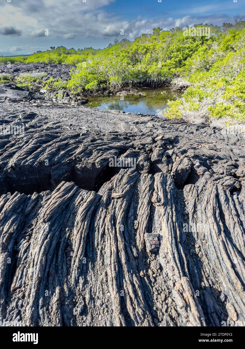 Pahoehoe lava on the youngest island in the Galapagos, Fernandina Island, Galapagos Islands, UNESCO World Heritage Site, Ecuador, South America Stock Photo