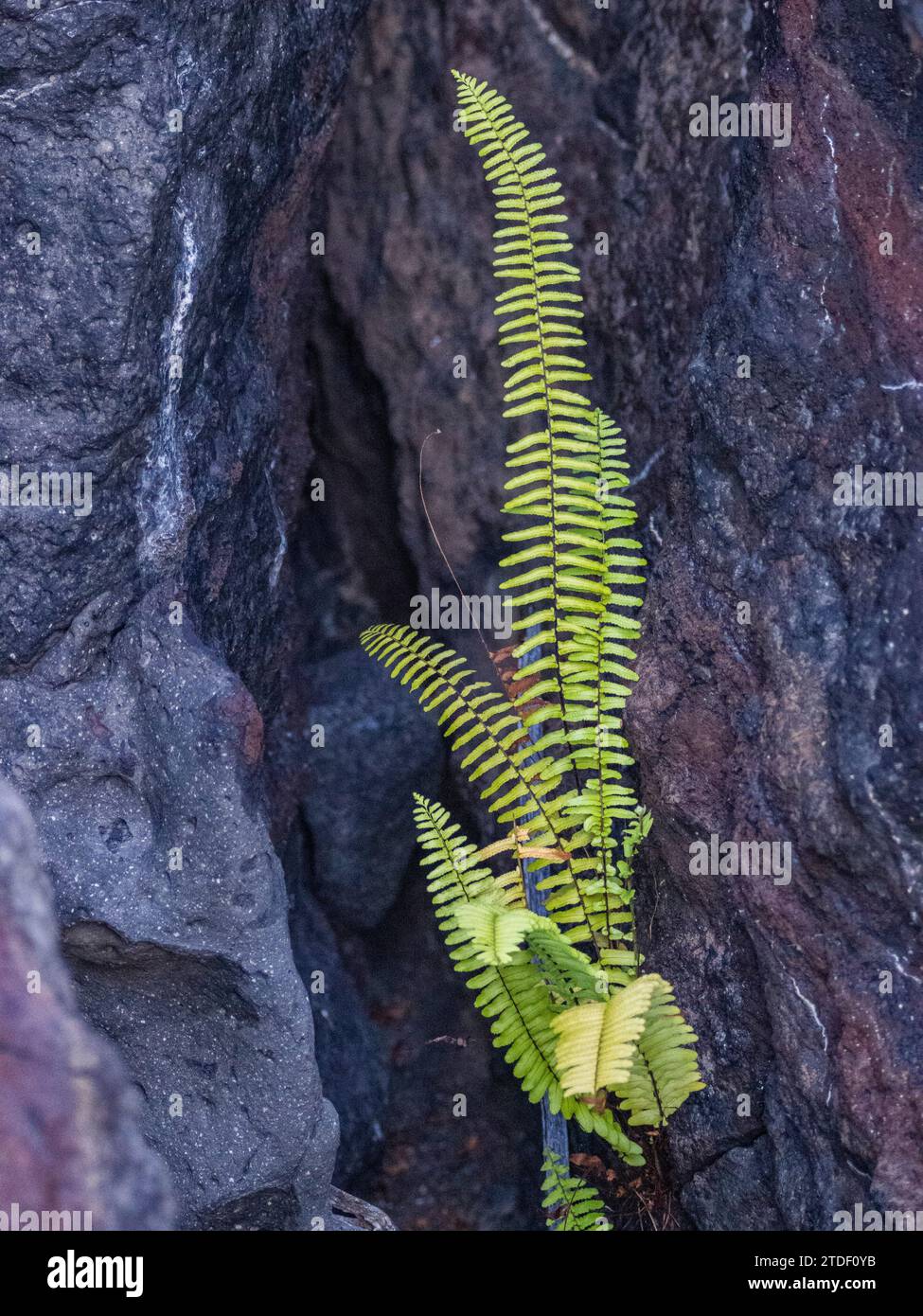 New life in the pahoehoe lava on the youngest island in the Galapagos, Fernandina Island, Galapagos Islands, UNESCO World Heritage Site, Ecuador Stock Photo
