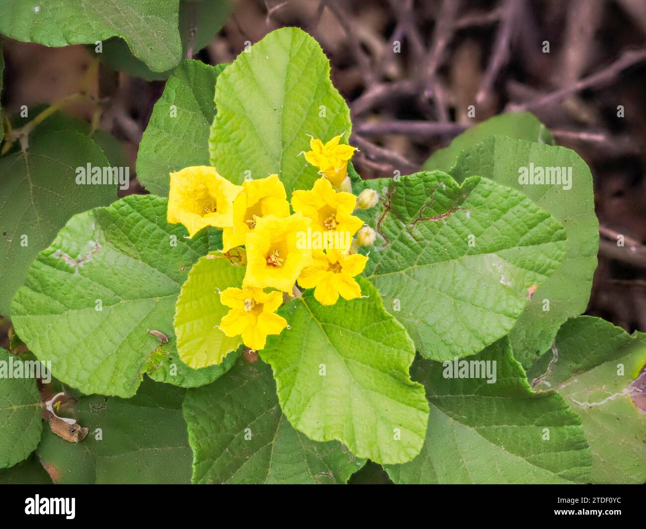 Yellow cordia (Cordia lutea), Urbina Bay, Santiago Island, Galapagos Islands, UNESCO World Heritage Site, Ecuador, South America Stock Photo