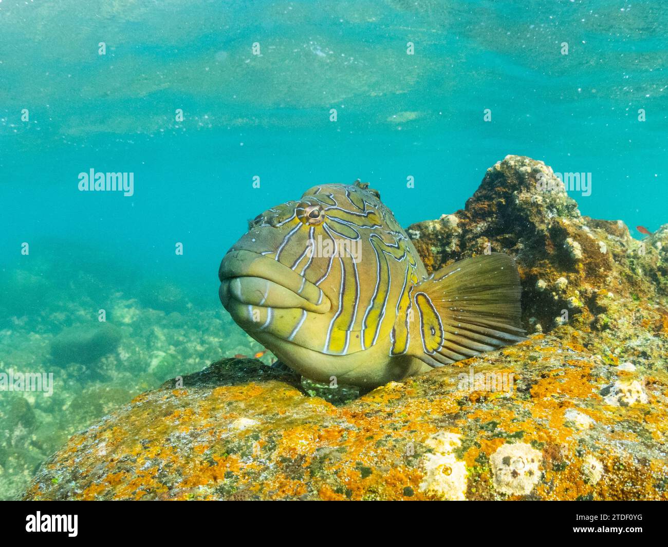 An adult giant hawkfish (Cirrhitus rivulatus), on the reef at Buccaneer