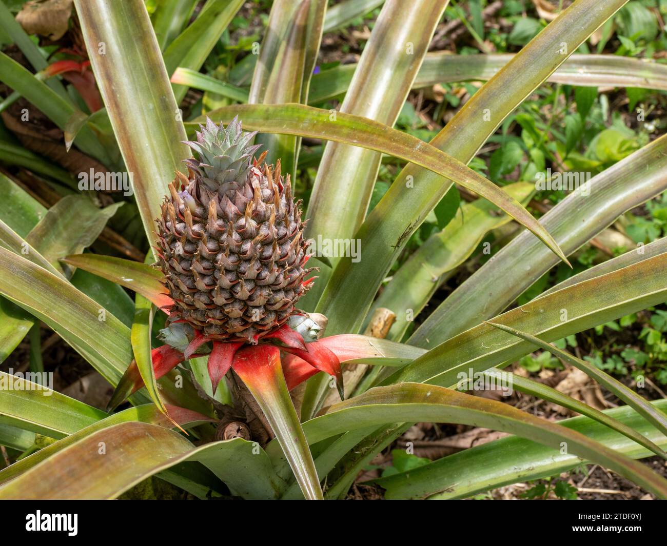 Pineapple (Ananas comosus) growing at the Granja Integral Ochoa hydroponics farm, Santa Cruz Island, Galapagos Islands, UNESCO World Heritage Site Stock Photo