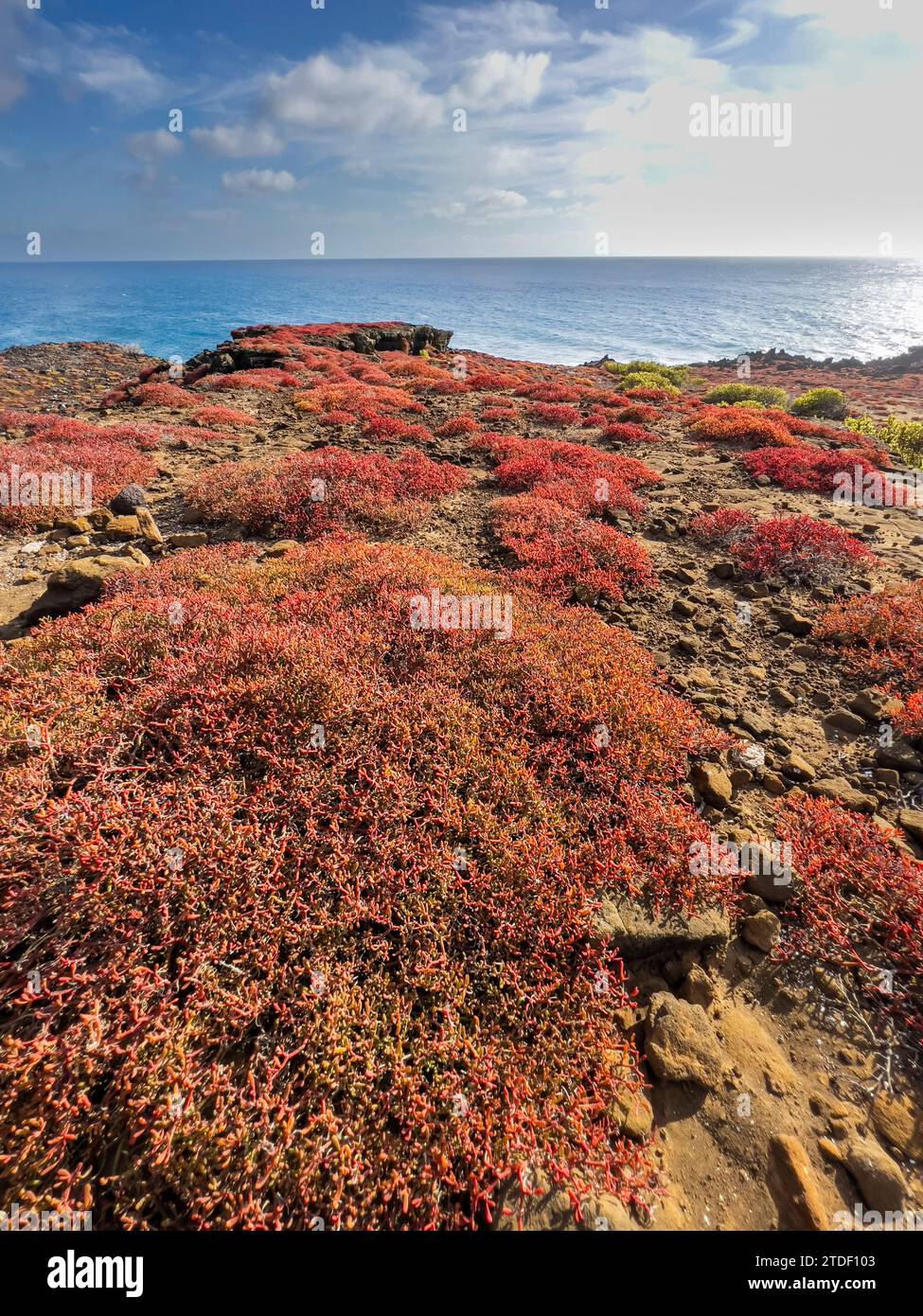 Galapagos carpet (Sesuvium edmonstonei), Punta Pitt, San Cristobal Island, Galapagos, UNESCO World Heritage Site, Ecuador, South America Stock Photo