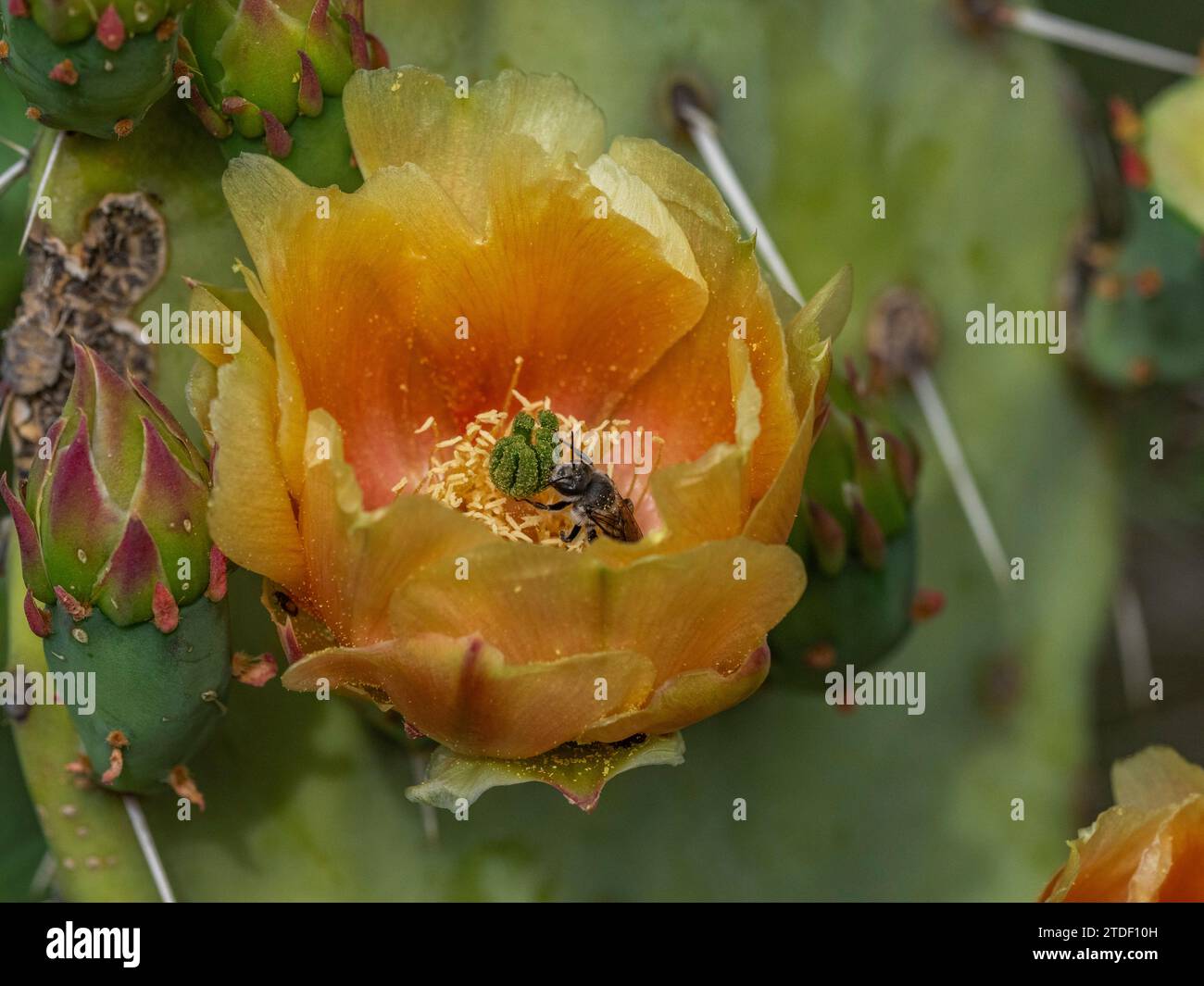 A flowering blind pricklypear cactus (Opuntia rufida), Big Bend National Park, Texas, United States of America, North America Stock Photo