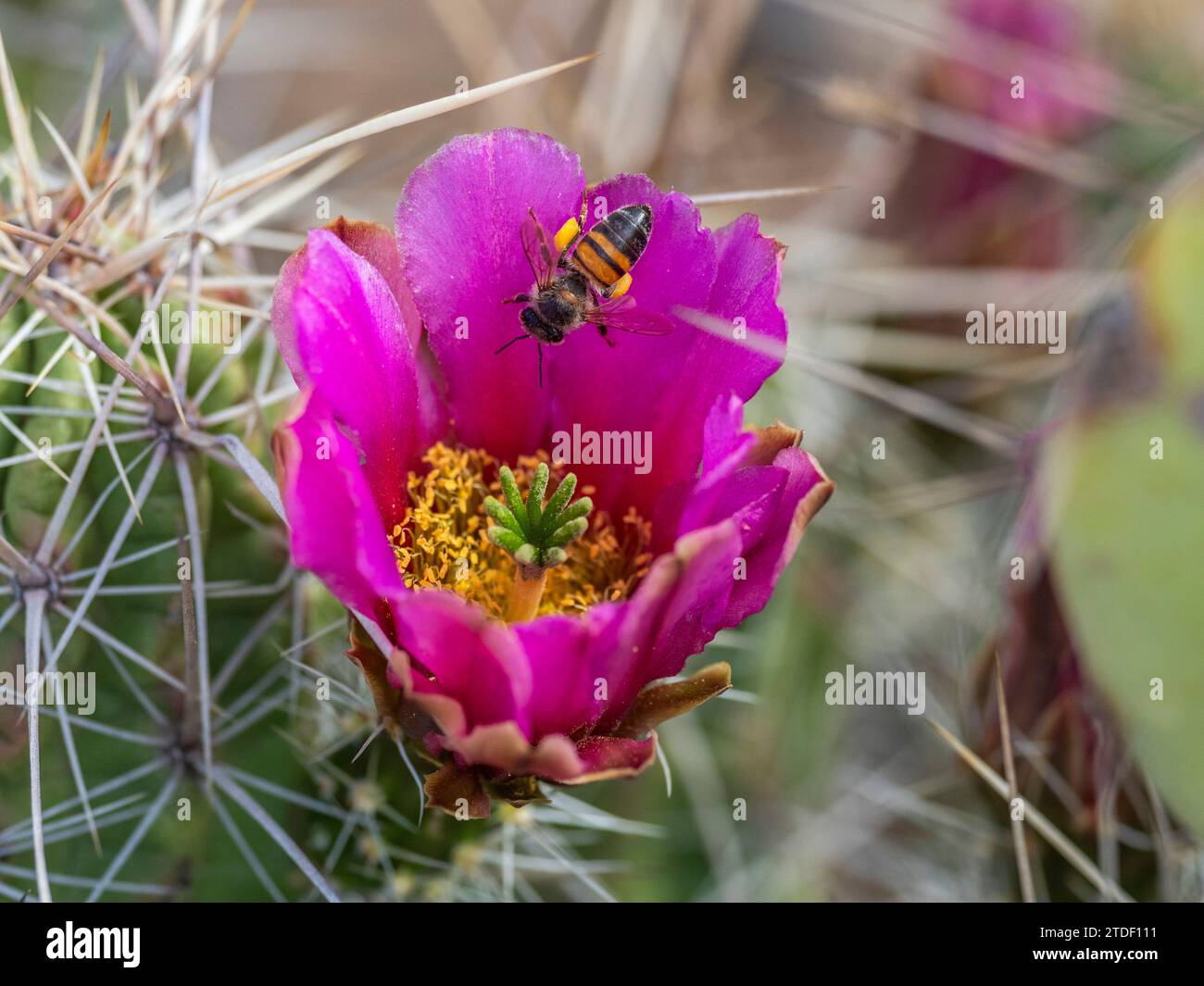 A western honey bee (Apis mellifera), on a strawberry cactus (Echinocereus enneacanthus), Big Bend National Park, Texas, United States of America Stock Photo