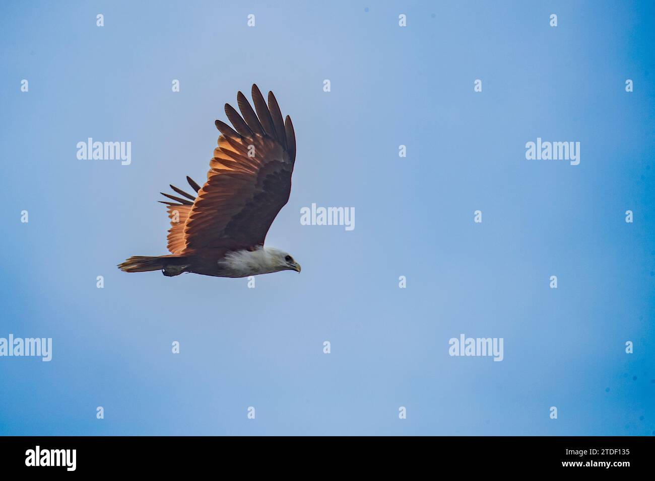 An adult Brahminy kite (Haliastur indus), in flight near Batu Hatrim, Raja Ampat, Indonesia, Southeast Asia, Asia Stock Photo