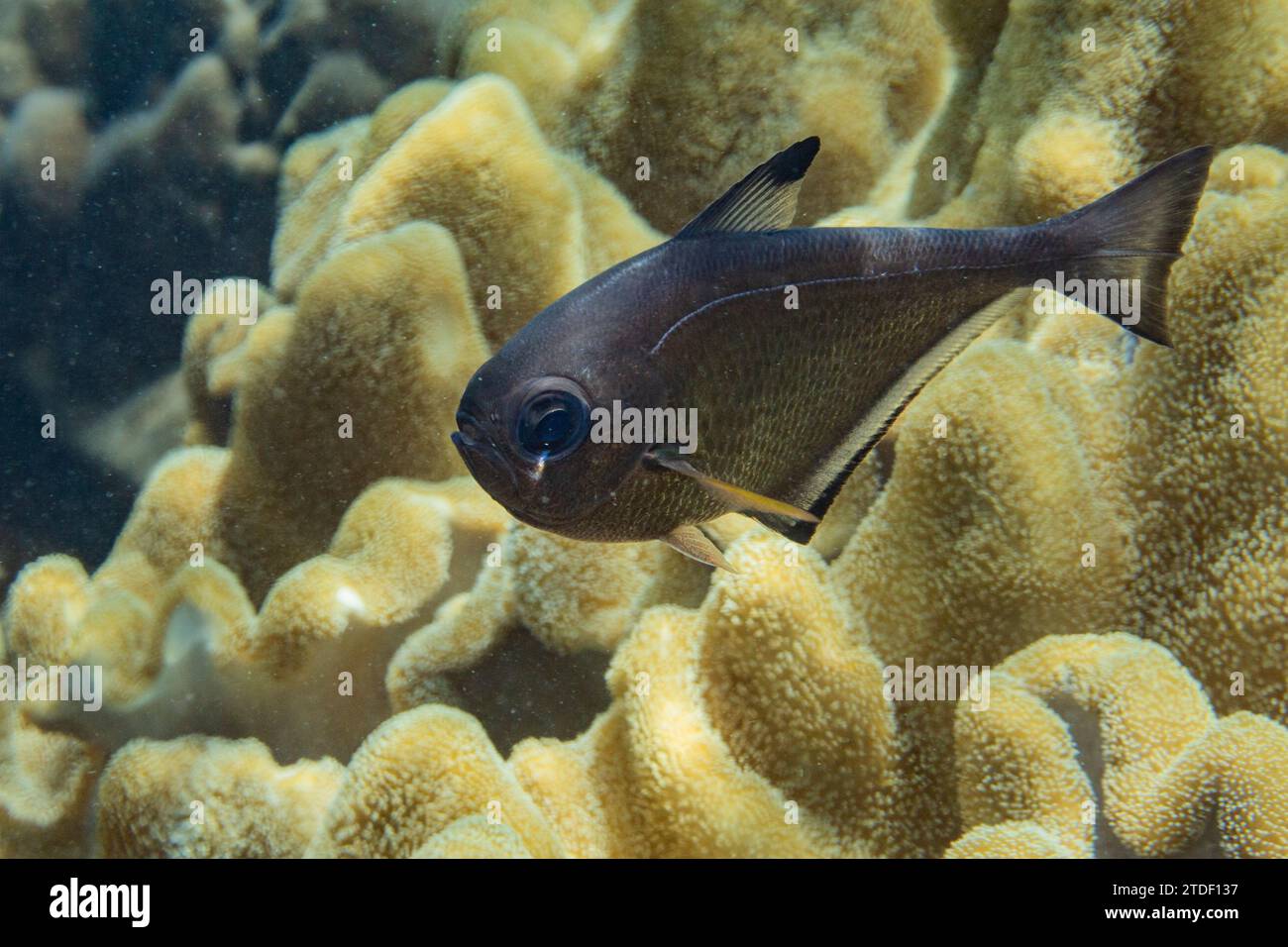 An adult Vanikoro sweeper (Pempheris vanicolensis), on the reef off Bangka Island, Indonesia, Southeast Asia, Asia Stock Photo