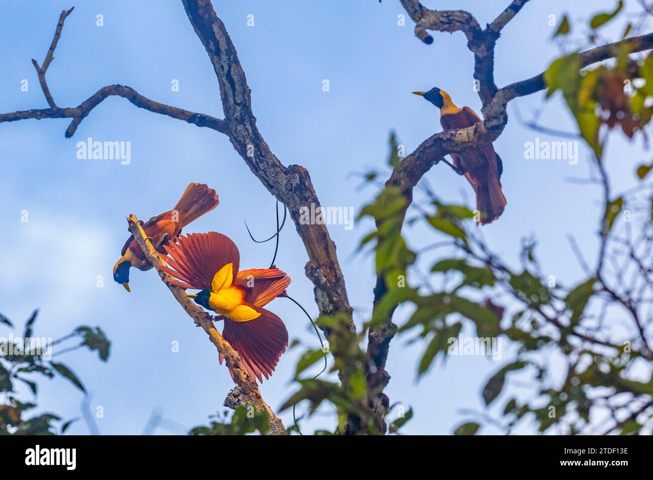 A pair of adult red birds-of-paradise (Paradisaea rubra), in courtship display on Gam Island, Raja Ampat, Indonesia, Southeast Asia, Asia Stock Photo