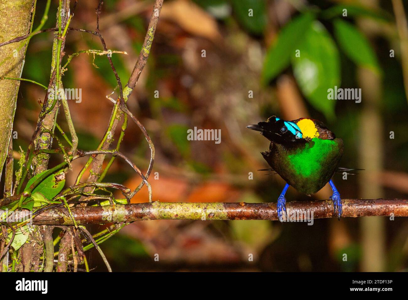 A male Wilson's bird-of-paradise (Cicinnurus respublica), in courtship display on Waigeo Island, Raja Ampat, Indonesia, Southeast Asia, Asia Stock Photo