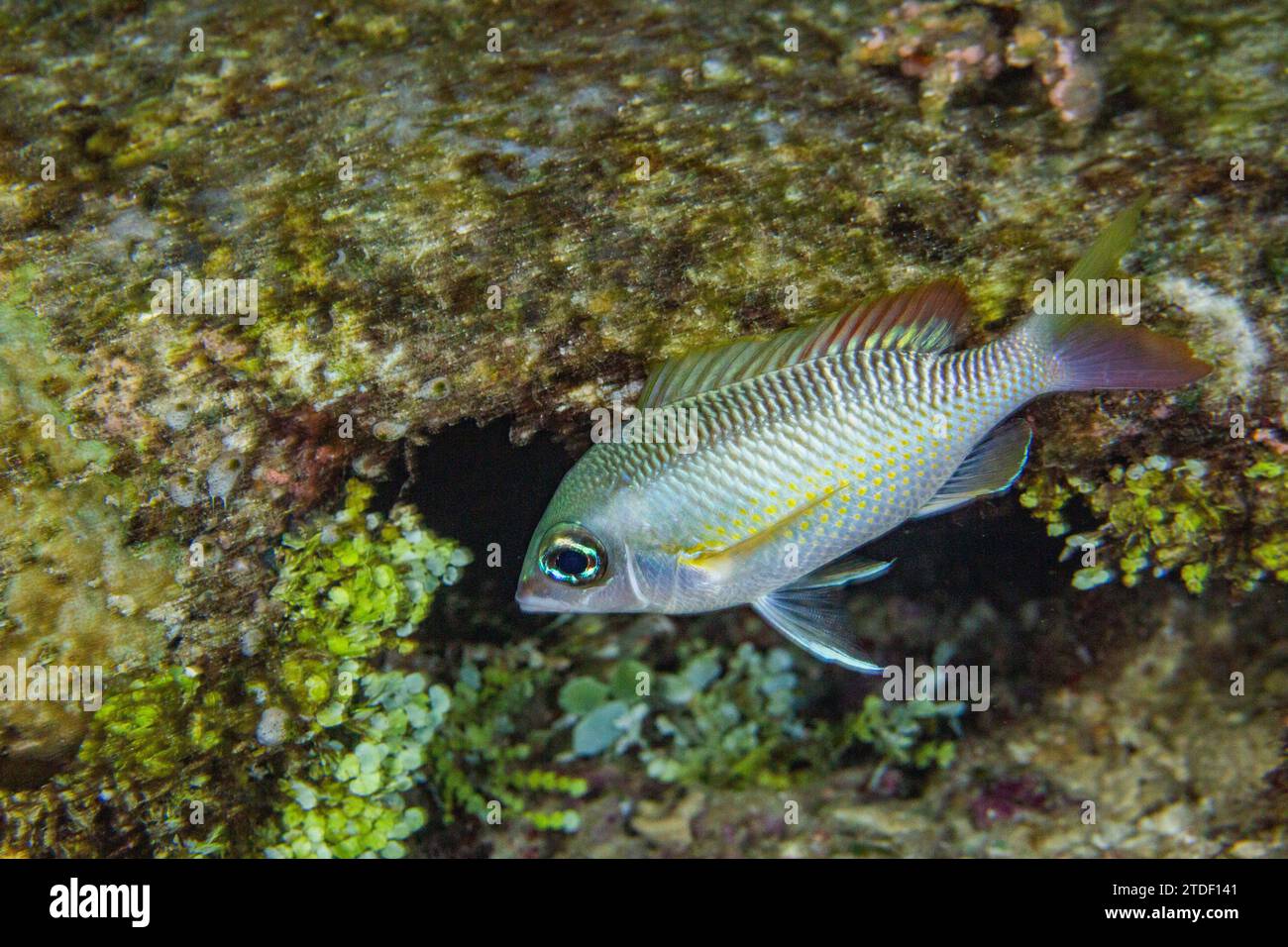 An adult pearly monocle bream (Scolopsis margaritifera), off Wohof Island at night, Raja Ampat, Indonesia, Southeast Asia, Asia Stock Photo