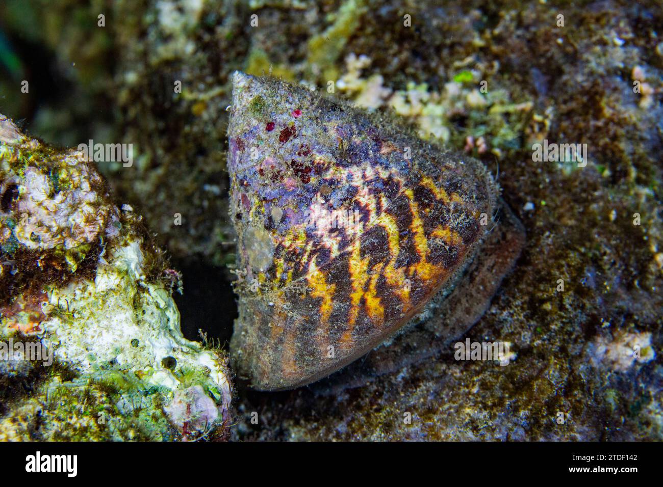 An adult commercial top shell (Rocha nilotica), on a night snorkel at Arborek Reef, Raja Ampat, Indonesia, Southeast Asia, Asia Stock Photo
