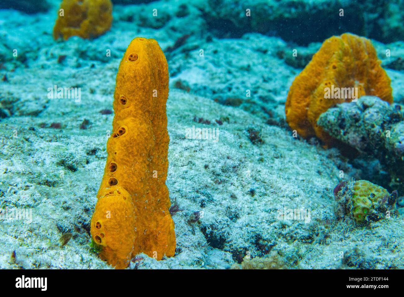 A sponge (Stylissa massa), on the reef at Arborek Reef, Raja Ampat, Indonesia, Southeast Asia, Asia Stock Photo