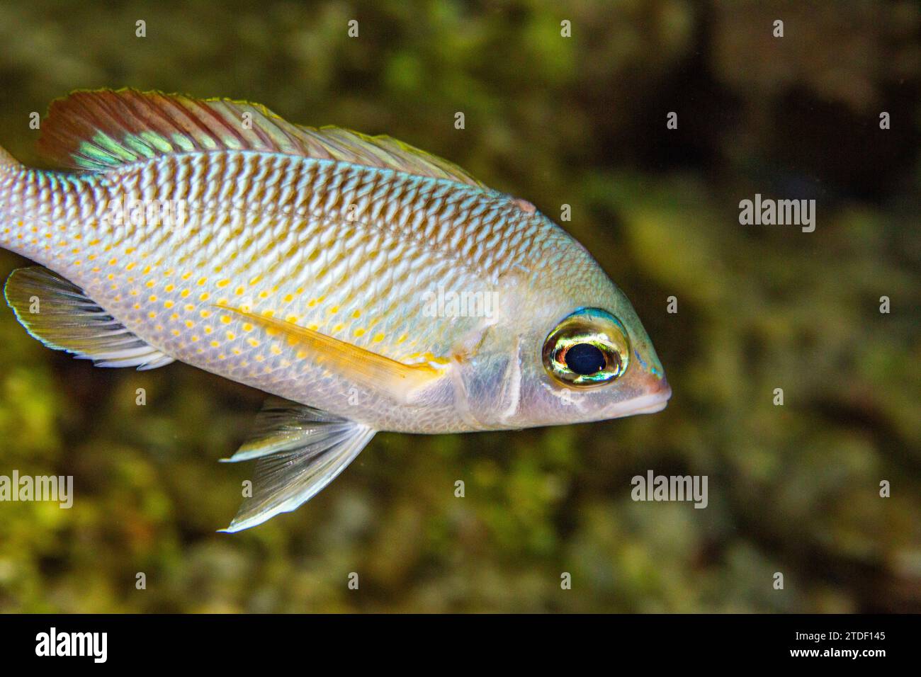 An adult pearly monocle bream (Scolopsis margaritifera), off Wohof Island at night, Raja Ampat, Indonesia, Southeast Asia, Asia Stock Photo