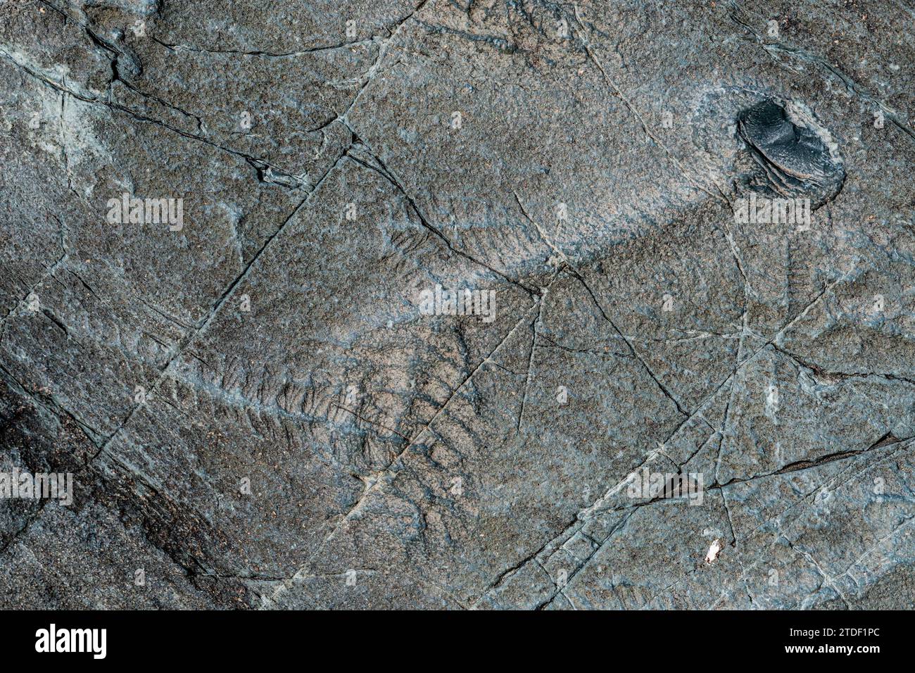 Precambrian fossils, Mistaken Point, UNESCO World Heritage Site, Avalon Peninsula, Newfoundland, Canada, North America Stock Photo