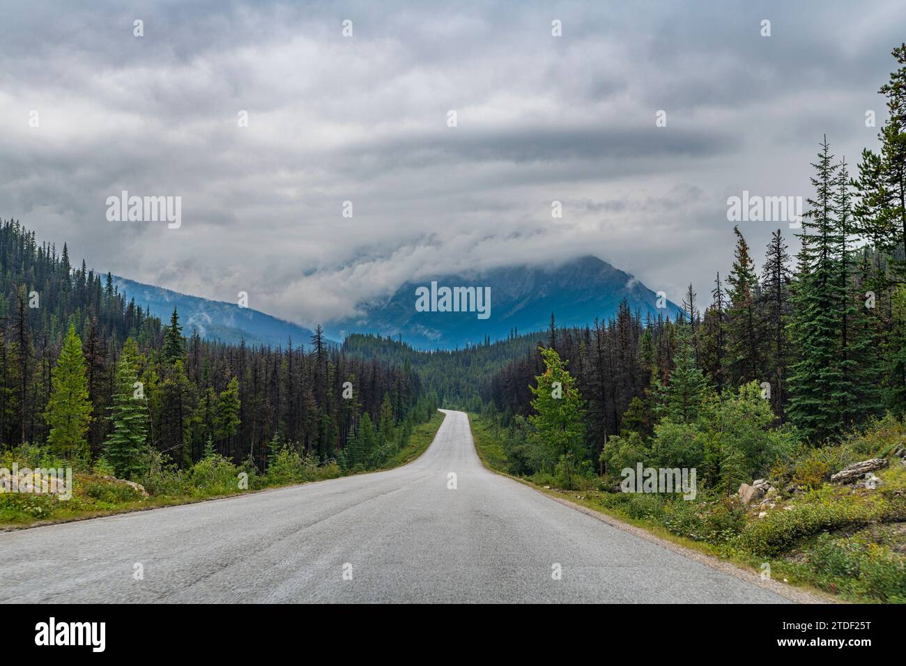 Road through Jasper National Park, UNESCO World Heritage Site, Alberta, Canadian Rockies, Canada, North America Stock Photo