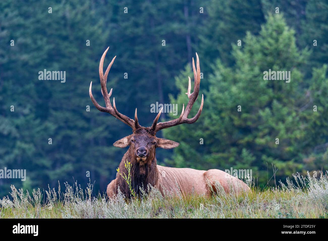 Huge deer, Jasper National Park, UNESCO World Heritage Site, Alberta, Canadian Rockies, Canada, North America Stock Photo