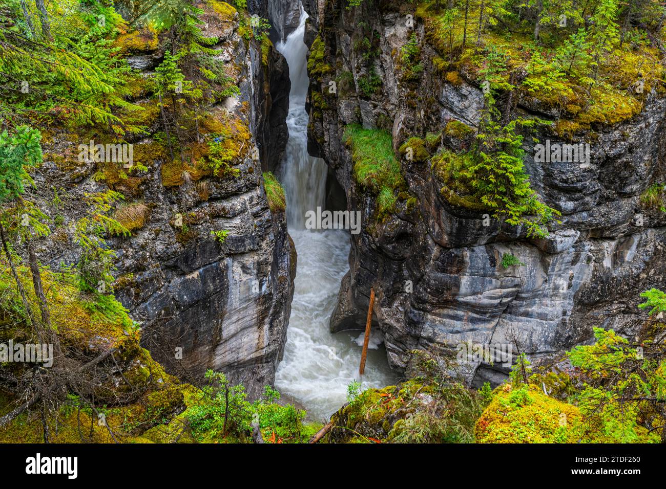 Maligne Canyon, Jasper National Park, UNESCO World Heritage Site, Alberta, Canadian Rockies, Canada, North America Stock Photo