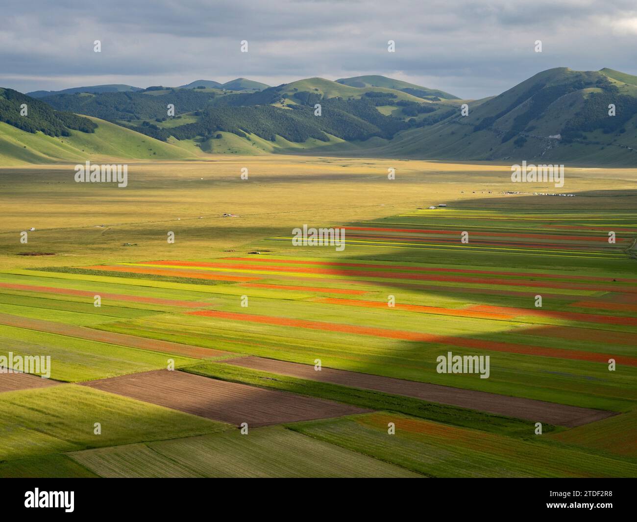 Blooming flowers and lentils on the Piano Grande, Monti Sibillini National Park, Castelluccio di Norcia, Perugia, Italy, Europe Stock Photo
