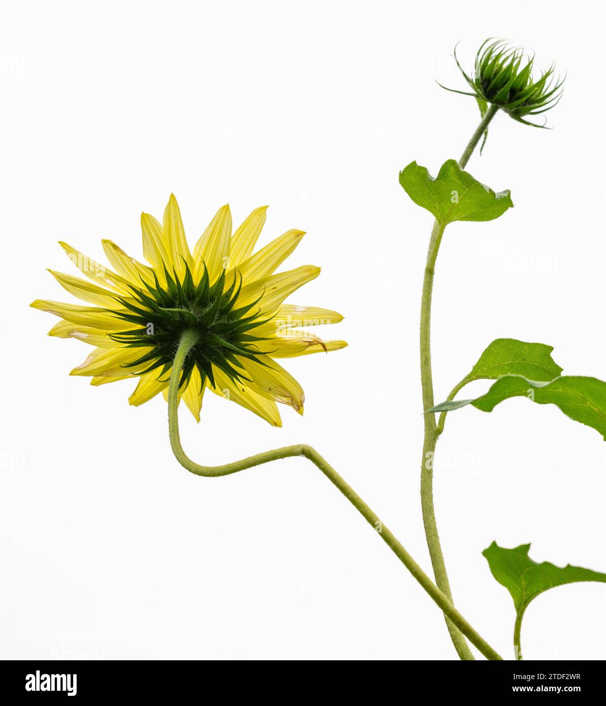 sunflower-united-kingdom-europe-stock-photo-alamy