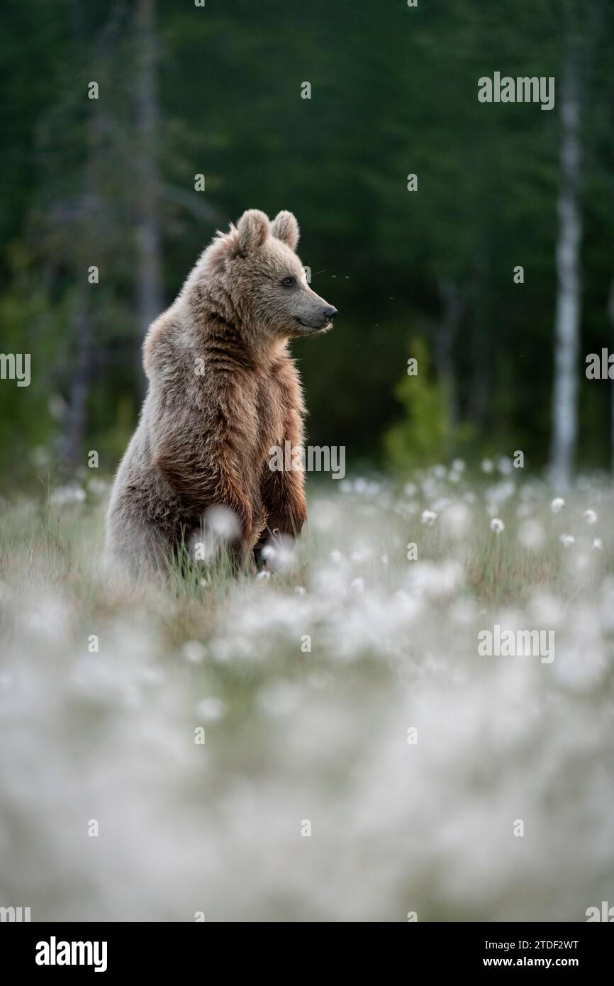 Eurasian brown bear (Ursus arctos arctos) standing in flowering cotton ...