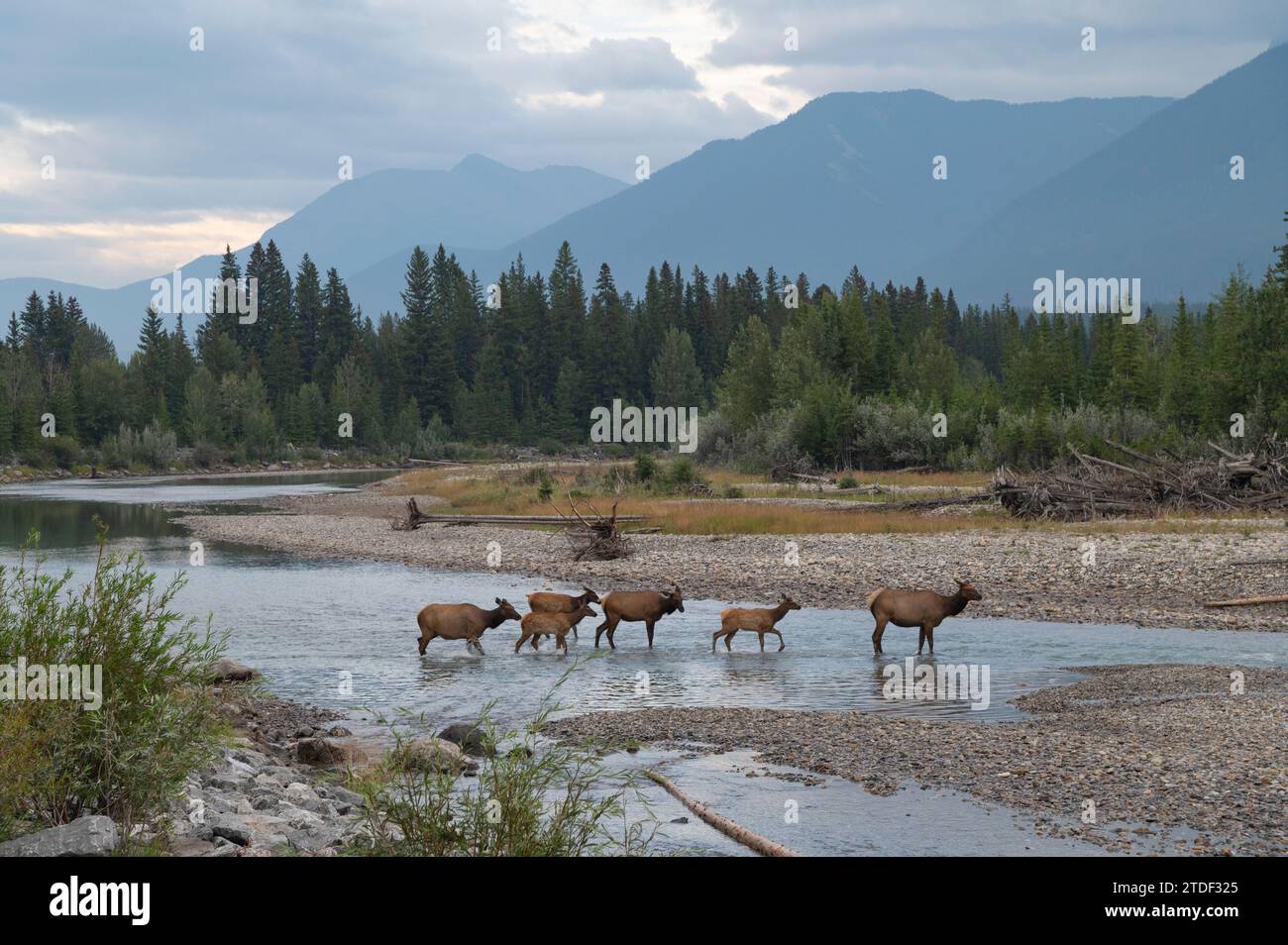 Elk crossing the Bow River, Canadian Rockies, Alberta, Canada, North America Stock Photo