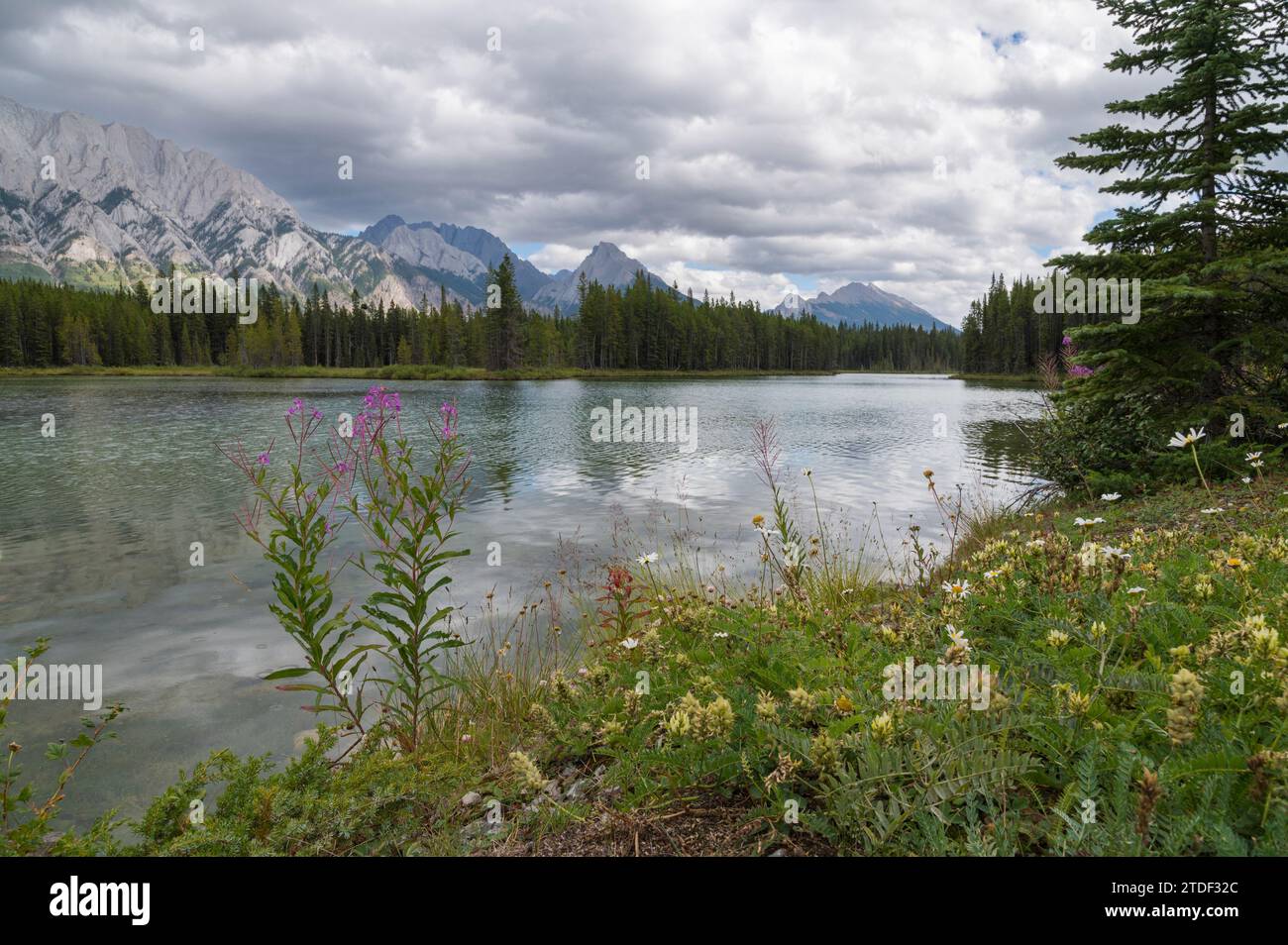 Alpine Wildflowers on a lake shore, Peter Lougheed Provincial Park, Canadian Rockies, Alberta, Canada, North America Stock Photo