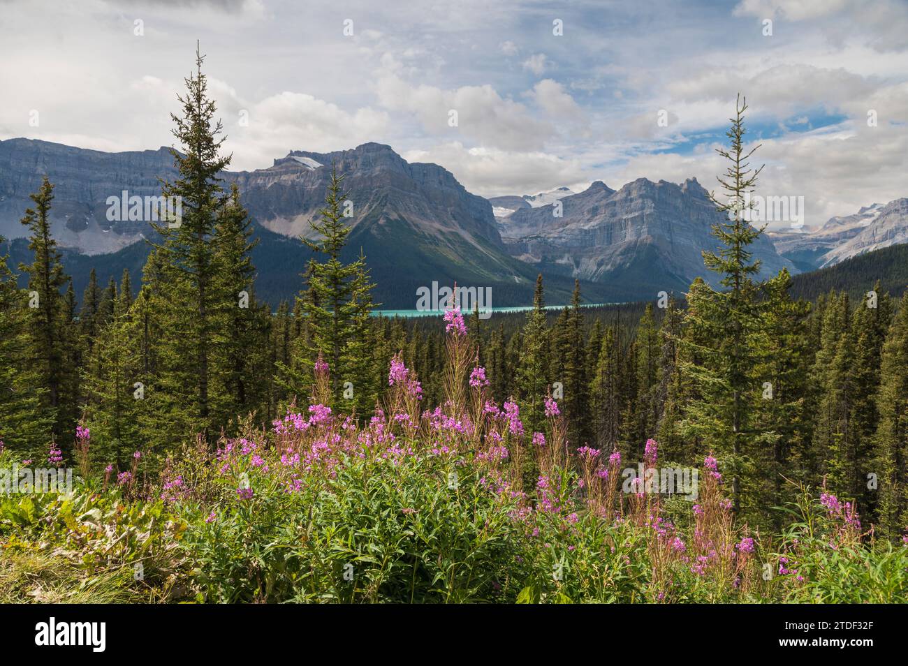 Wildflowers, fireweed (willowherb) near Bow Lake, Icefields Parkway, Banff National Park, UNESCO World Heritage Site, Canadian Rockies, Alberta Stock Photo