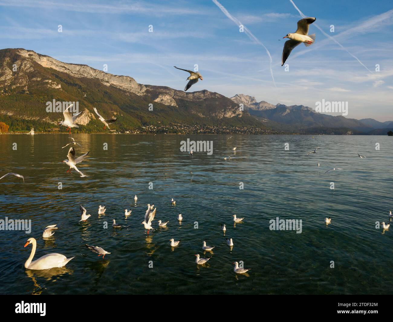 Swans and seagulls flock to Annecy's lakeside promenade, Annecy, Haute-Savoie, France, Europe Stock Photo