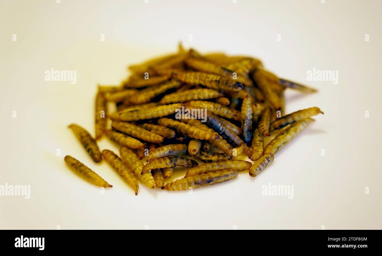 Innovative Protein: Dried Black Soldier Fly Larvae (Hermetia illucens) as Feed Source Stock Photo