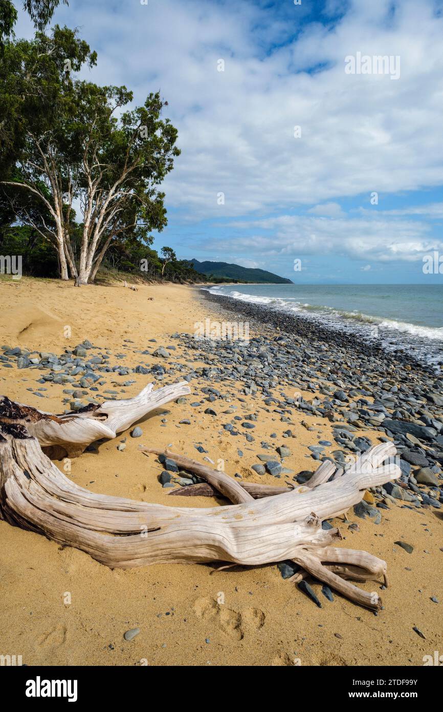 Driftwood on Wangetti Beach, Queensland, Australia Stock Photo