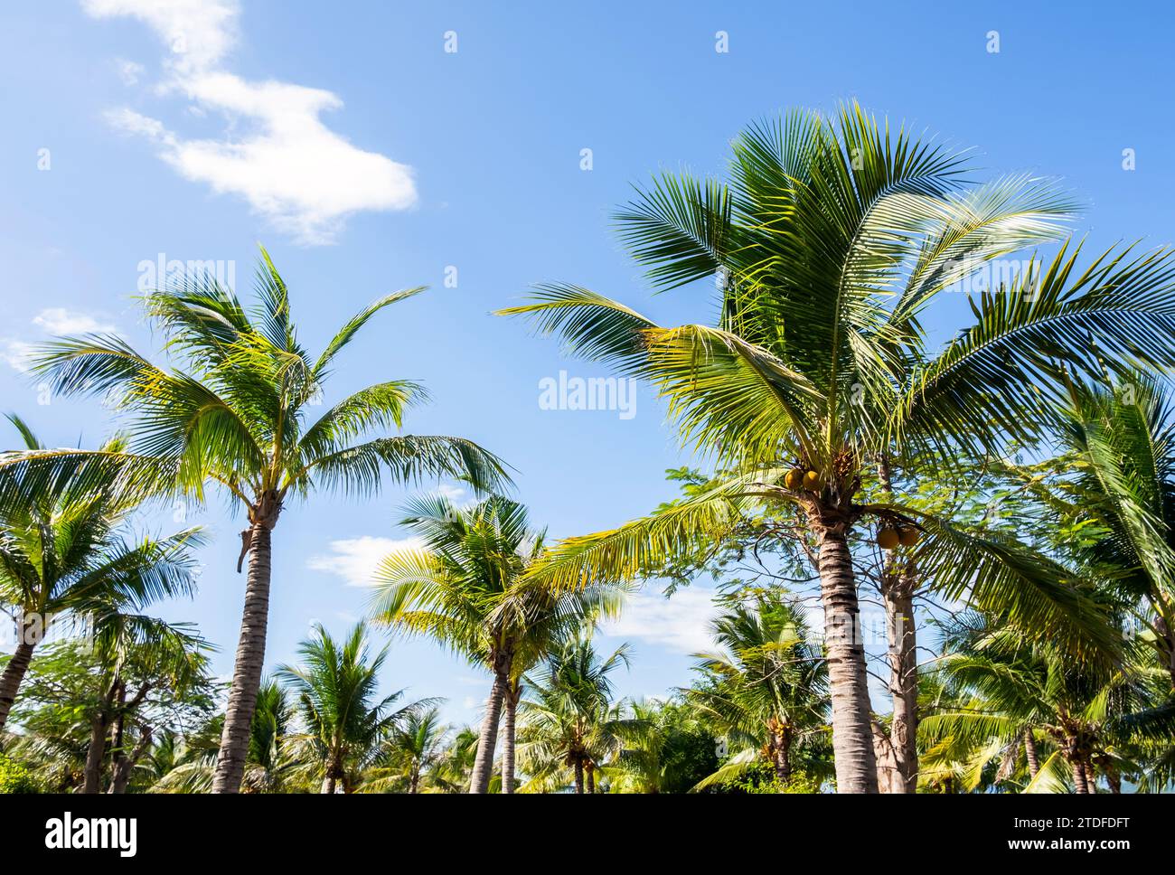 Tall coconut palm trees outside hi-res stock photography and images - Alamy