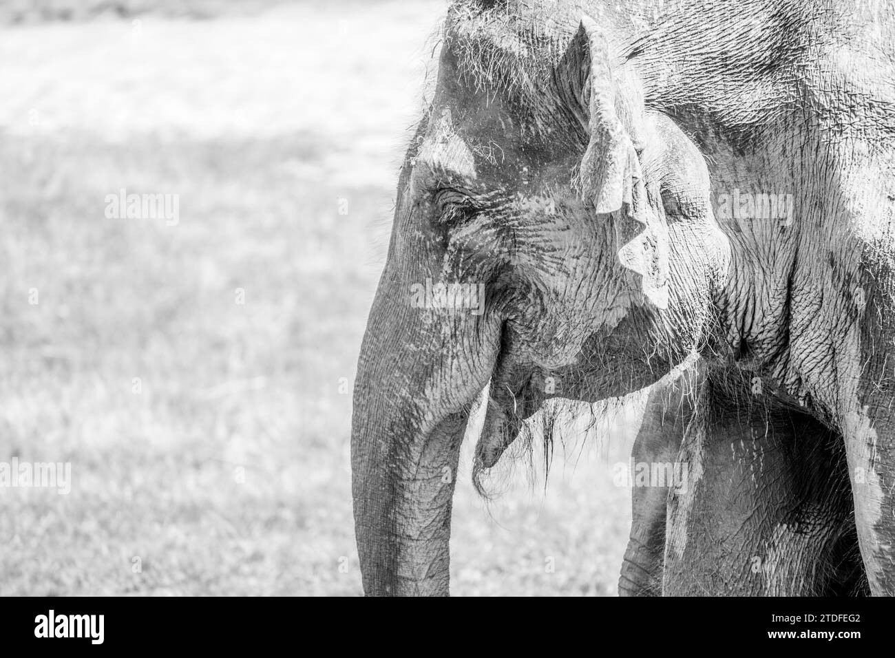 Indian elephant in the zoo. Detailed view on sunny autumn day. Black and white photography. Stock Photo