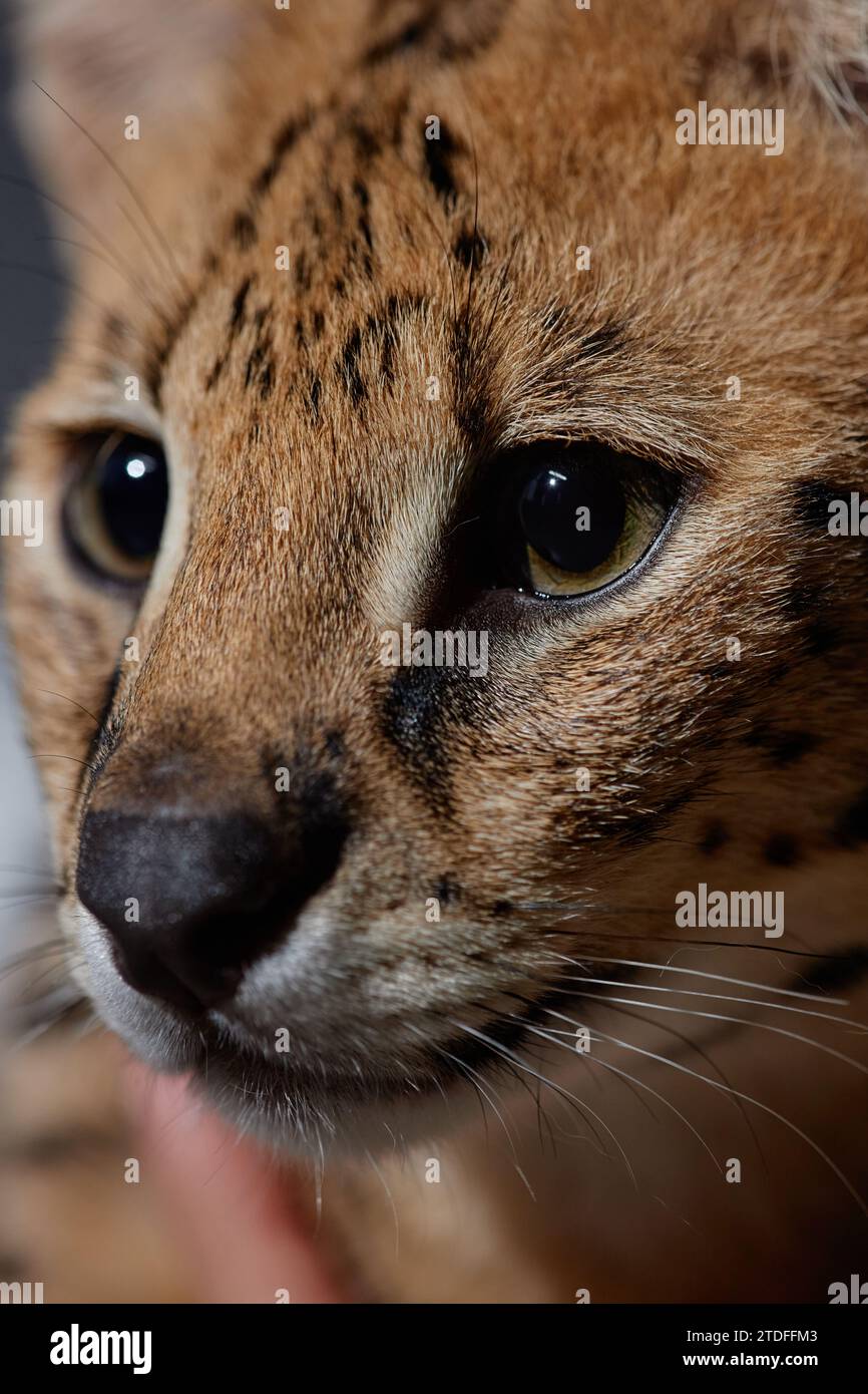 Vertical closeup portrait of serval cat with big eyes looking away