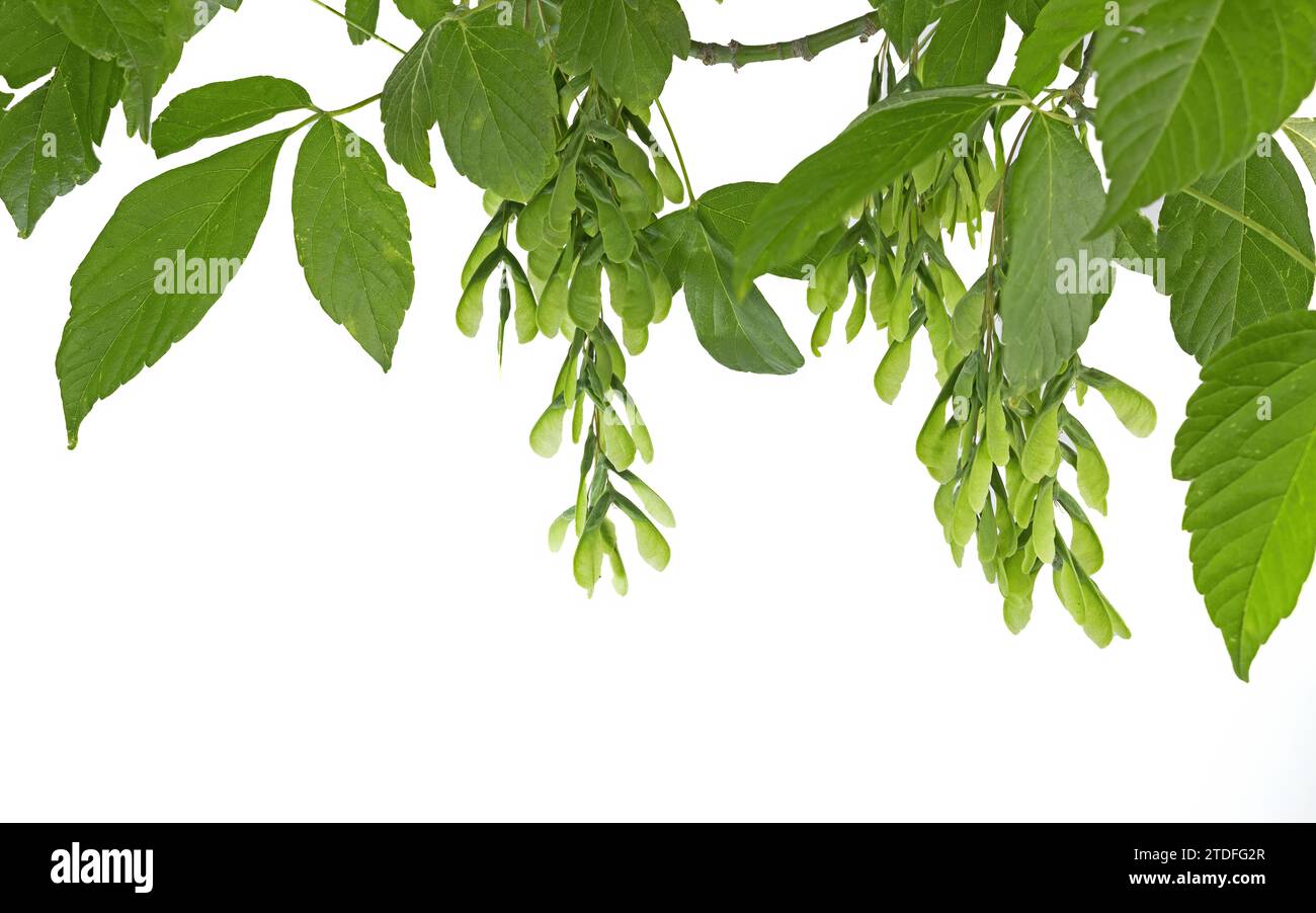 Acer negundo, the box elder, boxelder maple, Manitoba maple or ash-leaved maple plant isolated on white background, studio shot, copy space Stock Photo