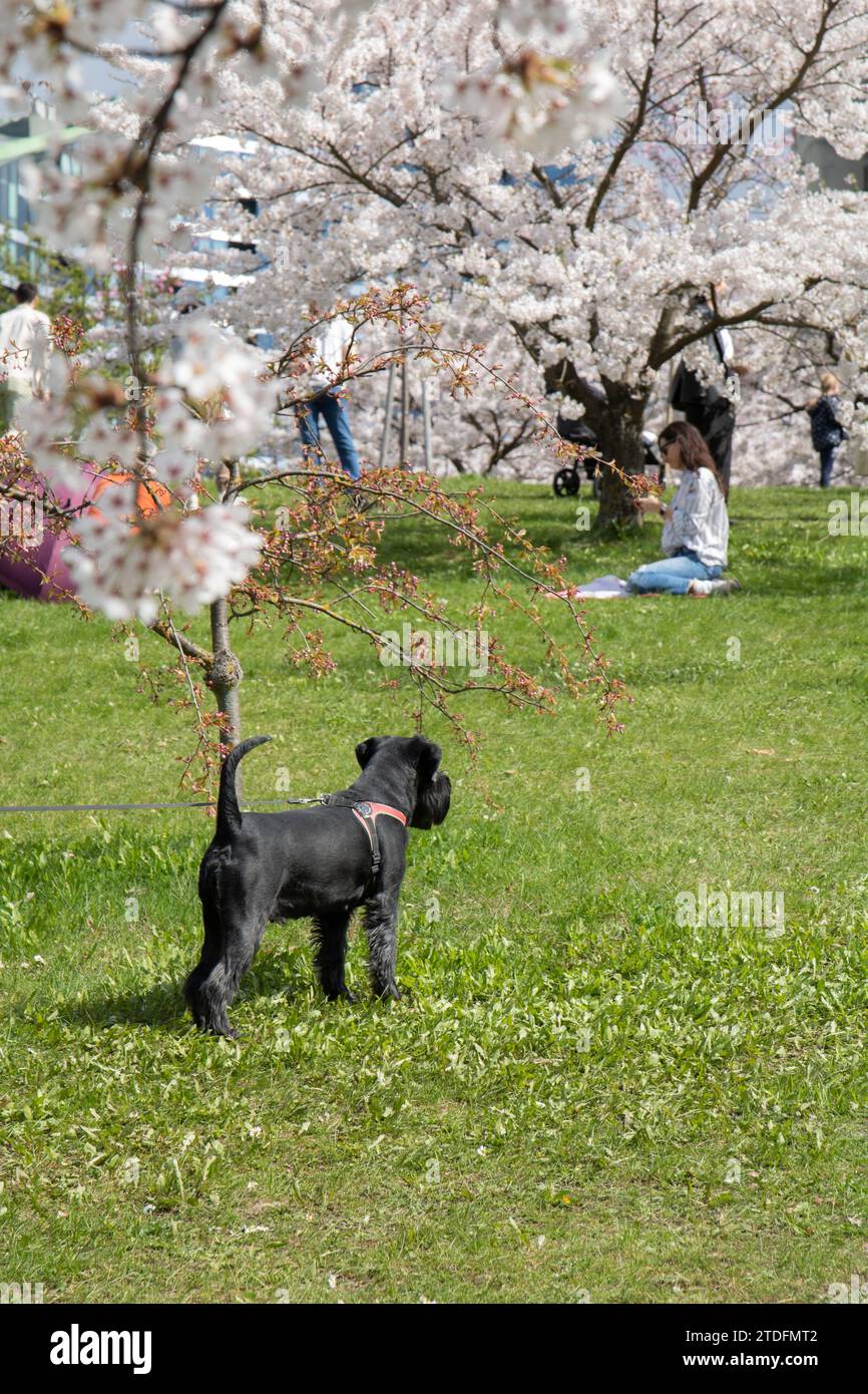 dog, friendship, pet, photography, walking, animal, outdoor, vertical, cherry tree, cherry blossom, public park, enjoyment, active lifestyle, weekend Stock Photo