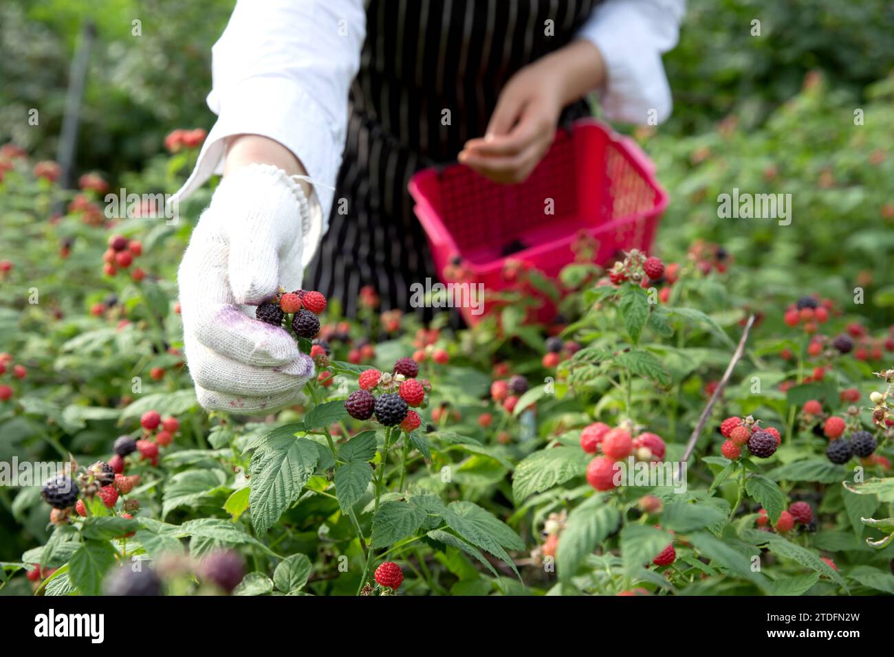 Close up of hands harvesting berries in black berry field Stock Photo