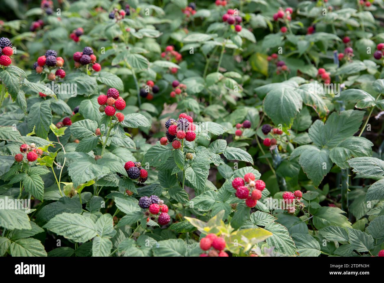 Black raspberry plant hi-res stock photography and images - Alamy